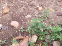 Medicago lupulina
