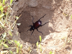 Calosoma vagans