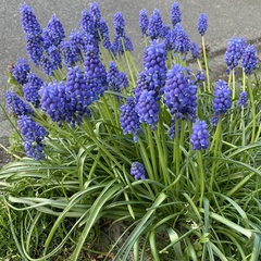 Muscari