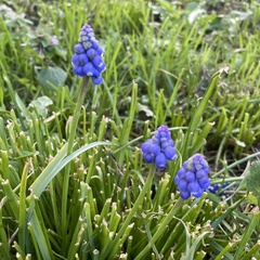 Muscari