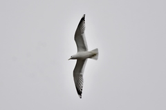 Larus canus
