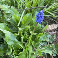 Muscari