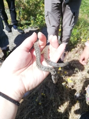 Macroprotodon brevis