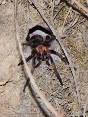 Acanthogonatus pissii