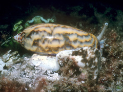 Oliva efasciata berti
