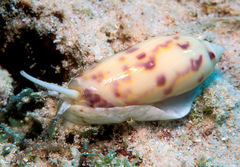 Oliva efasciata berti