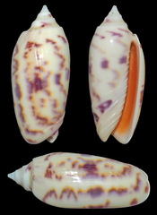 Oliva efasciata berti