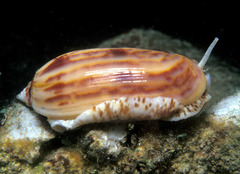 Oliva efasciata berti
