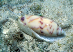 Oliva efasciata berti