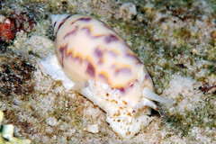Oliva efasciata berti