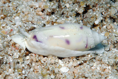 Oliva efasciata berti