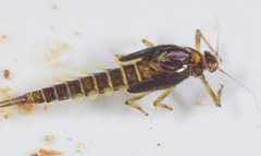 Baetis brunneicolor