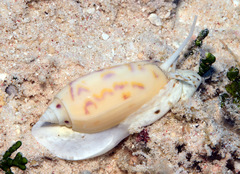 Oliva efasciata berti