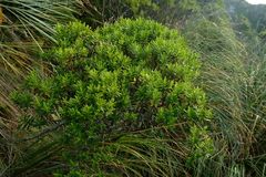 Veronica rakaiensis