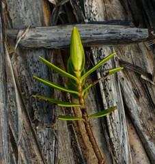 Veronica rakaiensis