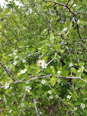 Crataegus lassa