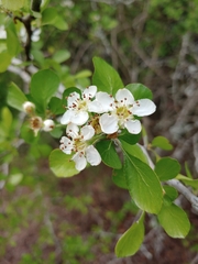 Crataegus lassa