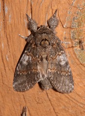 Peridea angulosa