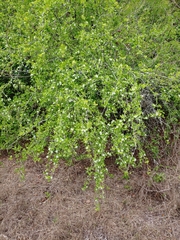 Crataegus lassa