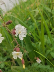 Silene latifolia