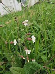 Silene latifolia