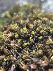 Schistidium maritimum