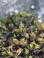 Schistidium maritimum