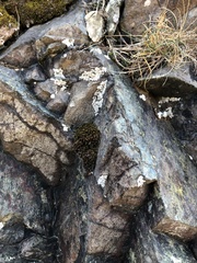 Schistidium maritimum