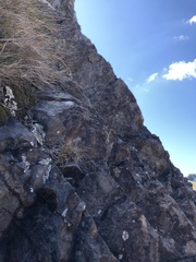 Schistidium maritimum