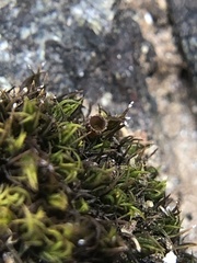 Schistidium maritimum