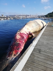 Balaenoptera physalus