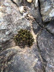 Schistidium maritimum