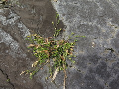 Sagina decumbens decumbens