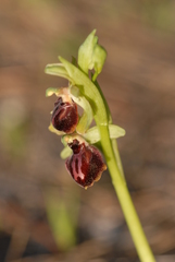 Ophrys sphegodes passionis