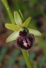Ophrys sphegodes passionis
