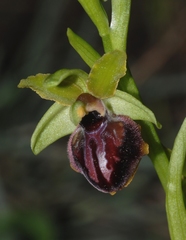 Ophrys sphegodes passionis