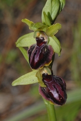 Ophrys sphegodes passionis