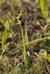 Ophrys sphegodes passionis