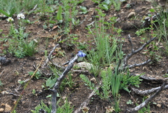 Allium sikkimense