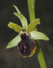 Ophrys sphegodes passionis