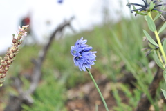 Allium sikkimense