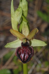 Ophrys sphegodes passionis