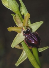 Ophrys sphegodes passionis