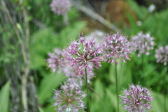 Allium prattii