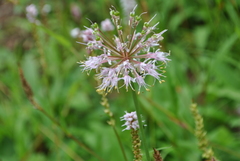 Allium prattii