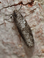 Lepidoscia euryptera