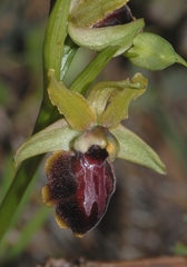 Ophrys sphegodes passionis