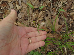 Ranunculus micranthus