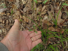 Ranunculus micranthus