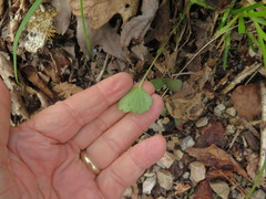 Ranunculus micranthus